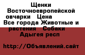 Щенки Восточноевропейской овчарки › Цена ­ 25 000 - Все города Животные и растения » Собаки   . Адыгея респ.